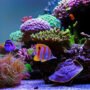 saltwater aquarium with marine fish and colourful corals